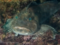 Lingcod