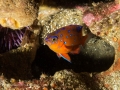 Juvenile Garibaldi