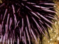 Sea Urchin