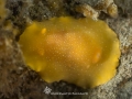 White Spotted Dorid