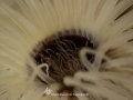 Anemone