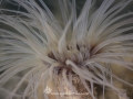 Anemone