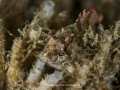 Painted Greenling