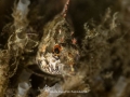 Painted Greenling