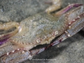 Swimming Crab