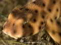 Horn Shark