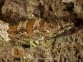 Painted Greenling