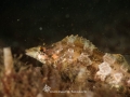 Painted Greenling
