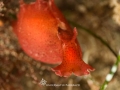 Sea Hare