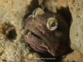 Sarcastic Fringehead