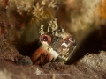Sarcastic Fringehead