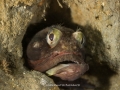 Sarcastic Fringehead