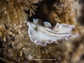 Flat Worm or nudi?