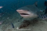 beqa shark dive-7907