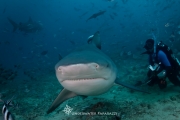 beqa shark dive-7917