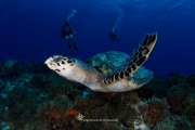 Hawksbill Sea Turtle & Divers