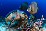 Hawksbill Sea Turtle & Angel Fish