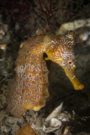Pacific Seahorse